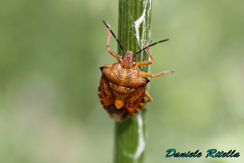 Pentatomidae: Carpocoris purpureipennis del Molise (IS)